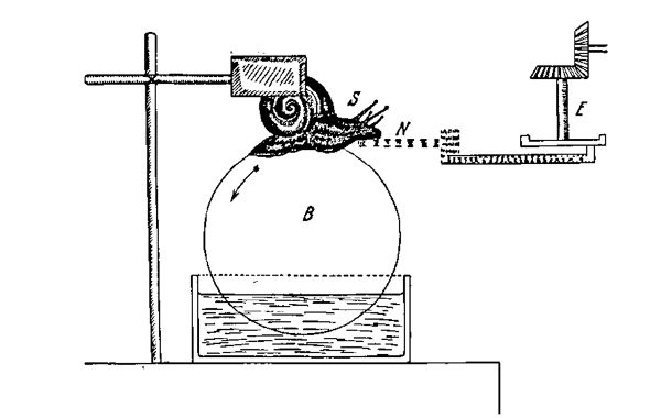 A diagram of a snail atop a sphere. Seen from the side, it's head is near a horizontal line labelled as a stick. Further away is a chair-shaped element labelled as the eccentric.