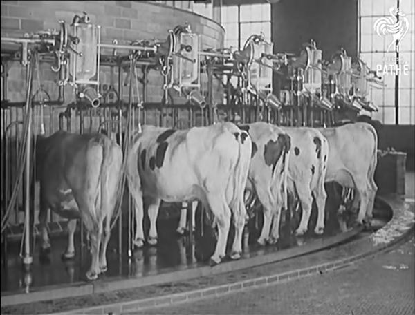 An image showing five cows in stalls where they are being washed off by shower units.