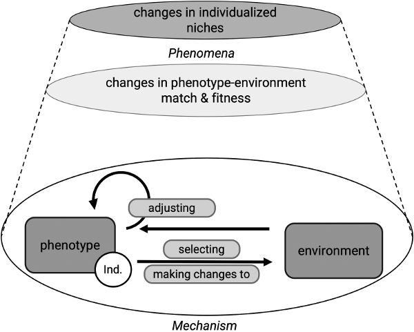 The same truncated cone diagram as Figure 5.1, now with an additional layer on top with “changes in individualized niches” written on it.