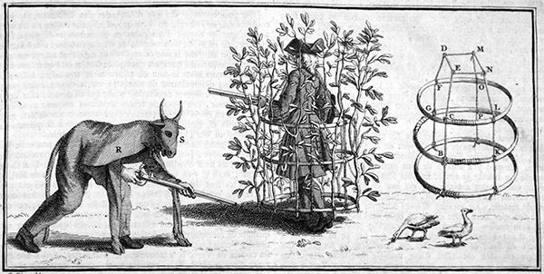 Newspaper clipping in which there are three figures. On the right a man, hunched over with a shotgun is cloaked beneath the costume of a bull. In the center a man wearing a tricornered hat, wig, and long overcoat is carrying a shotgun. He is enmeshed within a framework to which flora is used to hide his presence. On the far right is a detailed depiction of framework that hides the man.