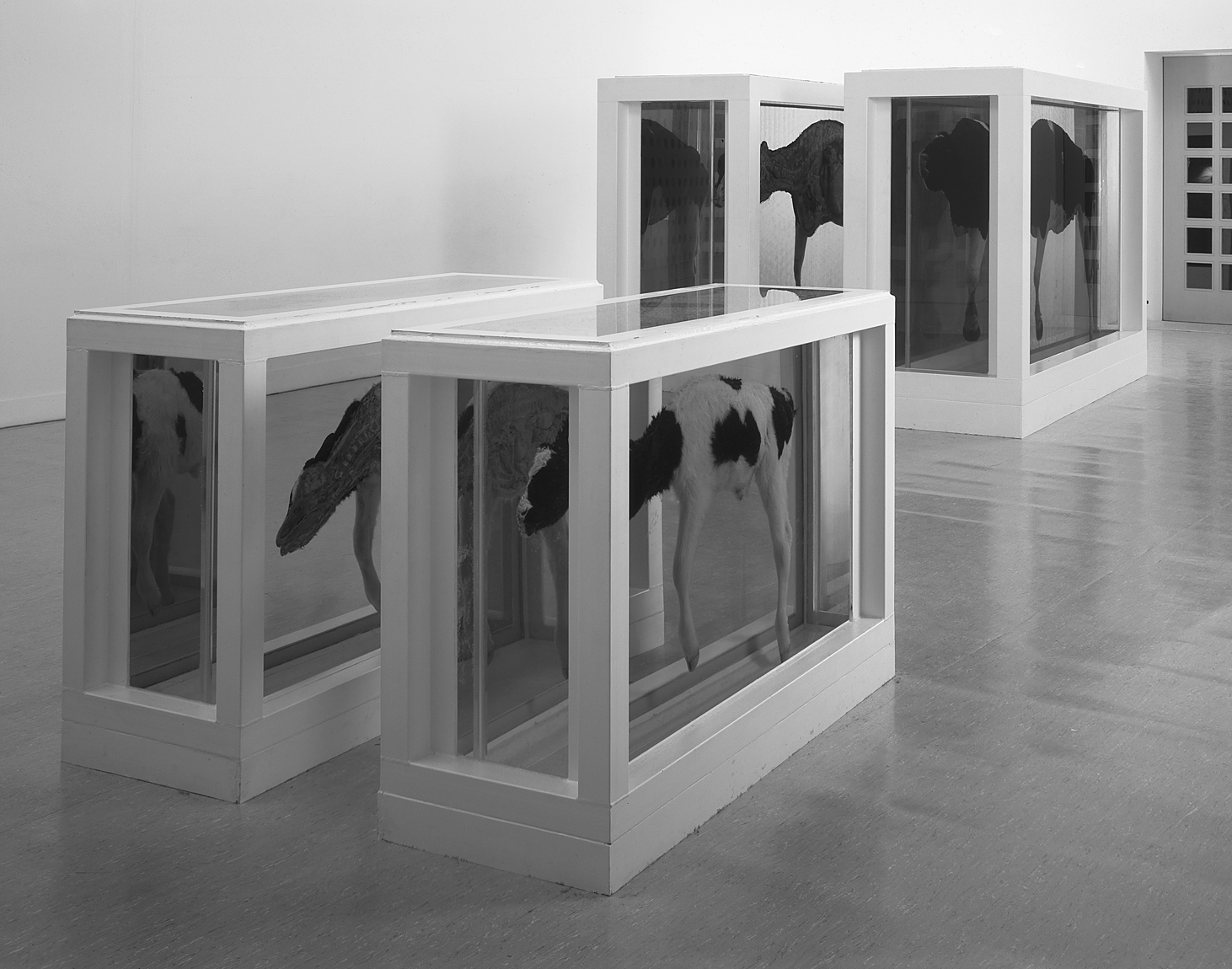 An installation featuring sections of a cow preserved in glass tanks filled with liquid, arranged in a gallery space.