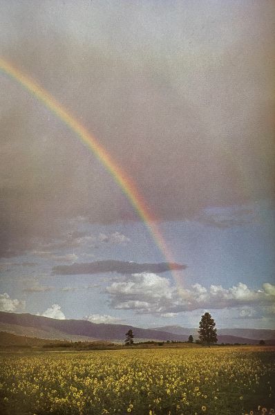 A rainbow arches over a field of yellow flowers, stretching from the horizon up into the raincloud at upper left, with blue sky in the distance.