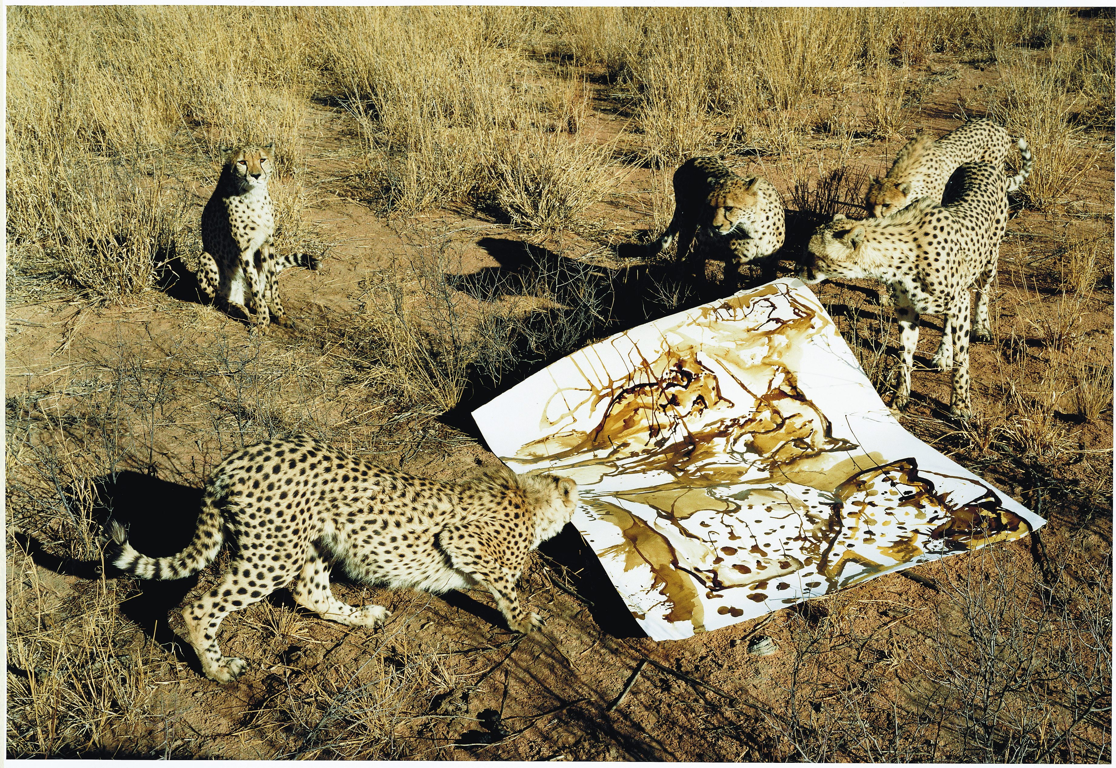 Four cheetahs in a dry, grassy landscape examine a large piece of paper on the ground, which features abstract artwork resembling cheetah patterns.