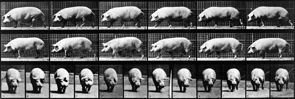 Compositive image made up of twenty-four frames: twelve showing a pig moving from the side, twelve showing its movment head on.