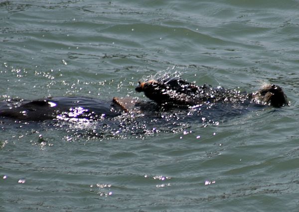A sea otter floating on its back. On its stomach is a flat rock. It is about to strike an oyster shell against the rock with its paws.