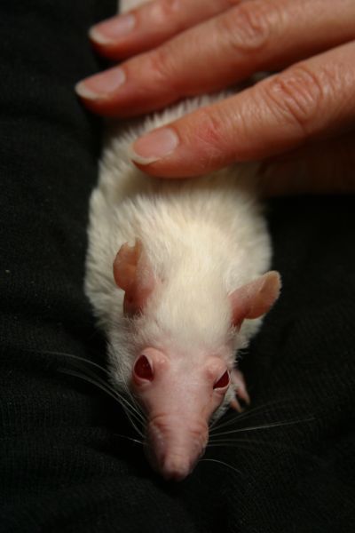 A hand petting a white rat with red eyes.