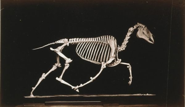 A horse skeleton seen from the side and positioned as if in motion.