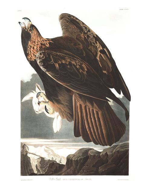 Paiting of a golden eagle with its wings swept back and it's mouth open, as if in mid-call. A rabit appears to be held within its talons.