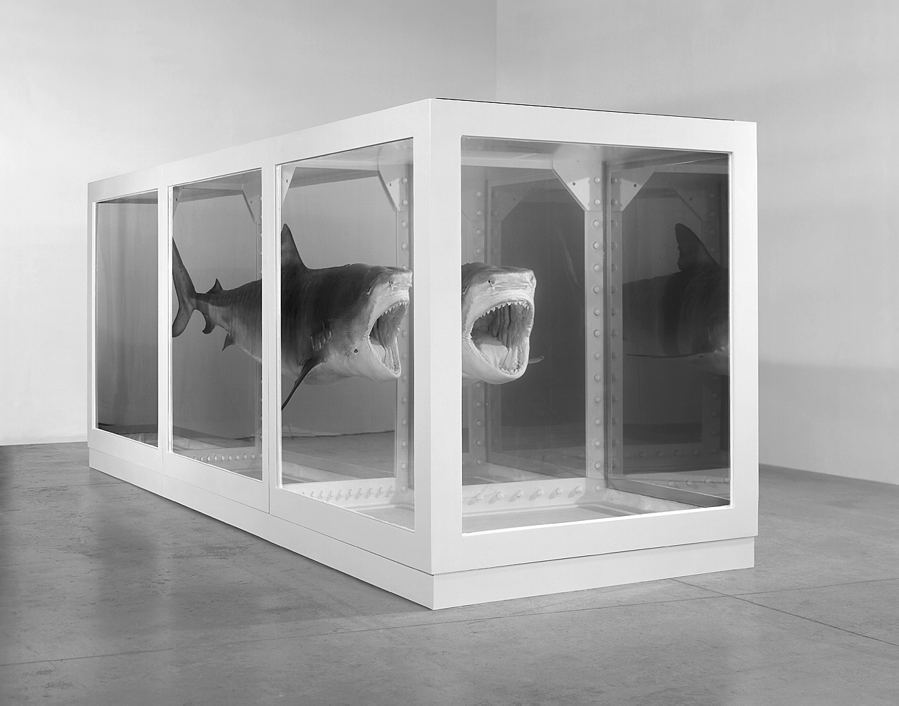 A preserved shark displayed in a large glass tank filled with liquid, part of an art installation.
