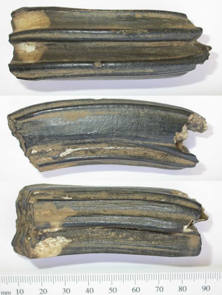 Three tall, or hypsodont, horse teeth, with grooves up each side and wear on the bottom edge. A measuring tape shows each tooth is about 90 mm long.