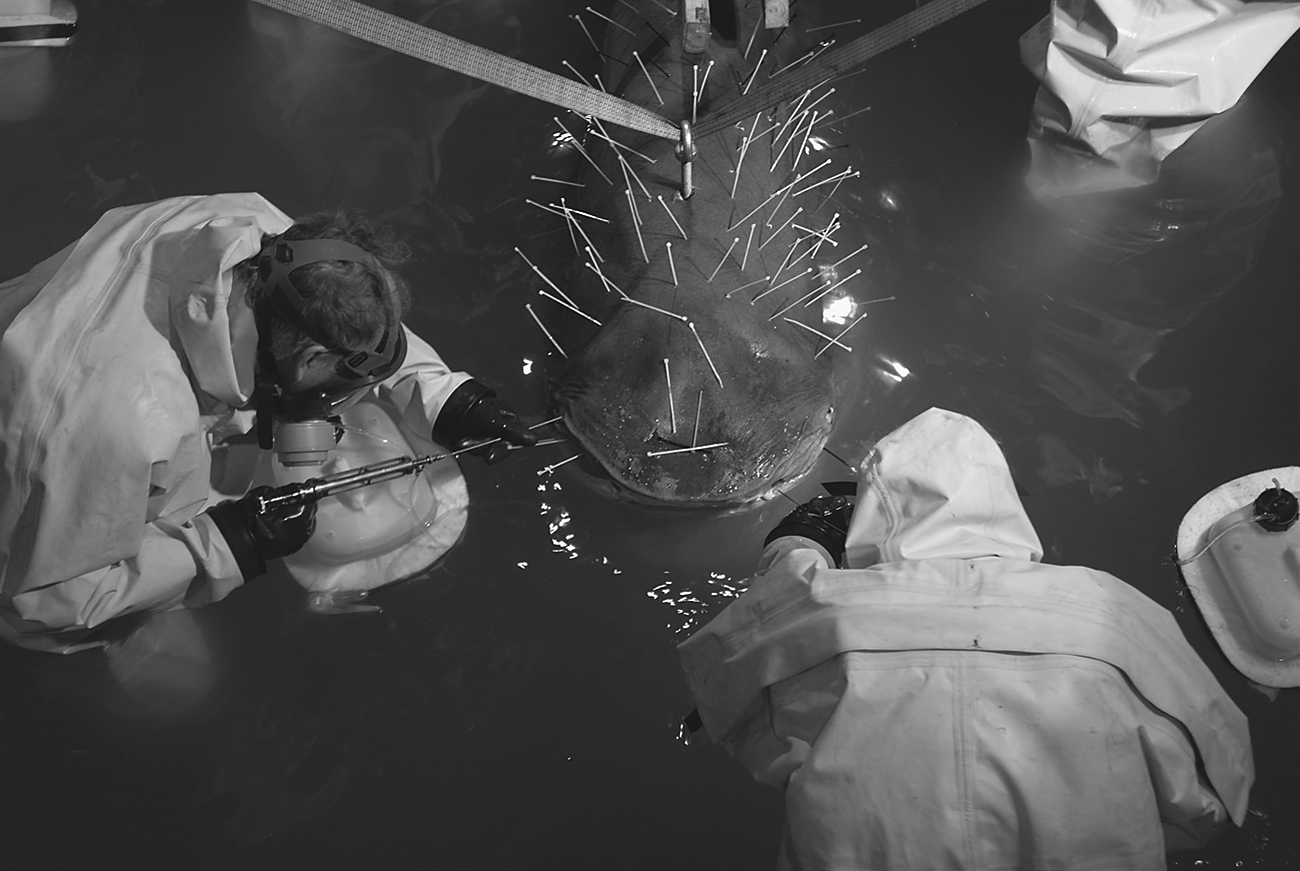 Damien Hirst and assistants in protective suits work on a submerged tiger shark with protruding rods.
