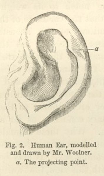 Pencil drawing of a human ear, with a line calling attention to the projecting point on the inside edge of the ear toward the back of the head.