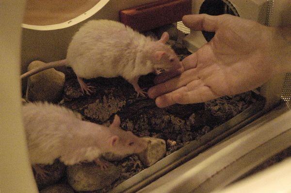 A view of someone's hand within a rat enclosure. Two white rats investigate.