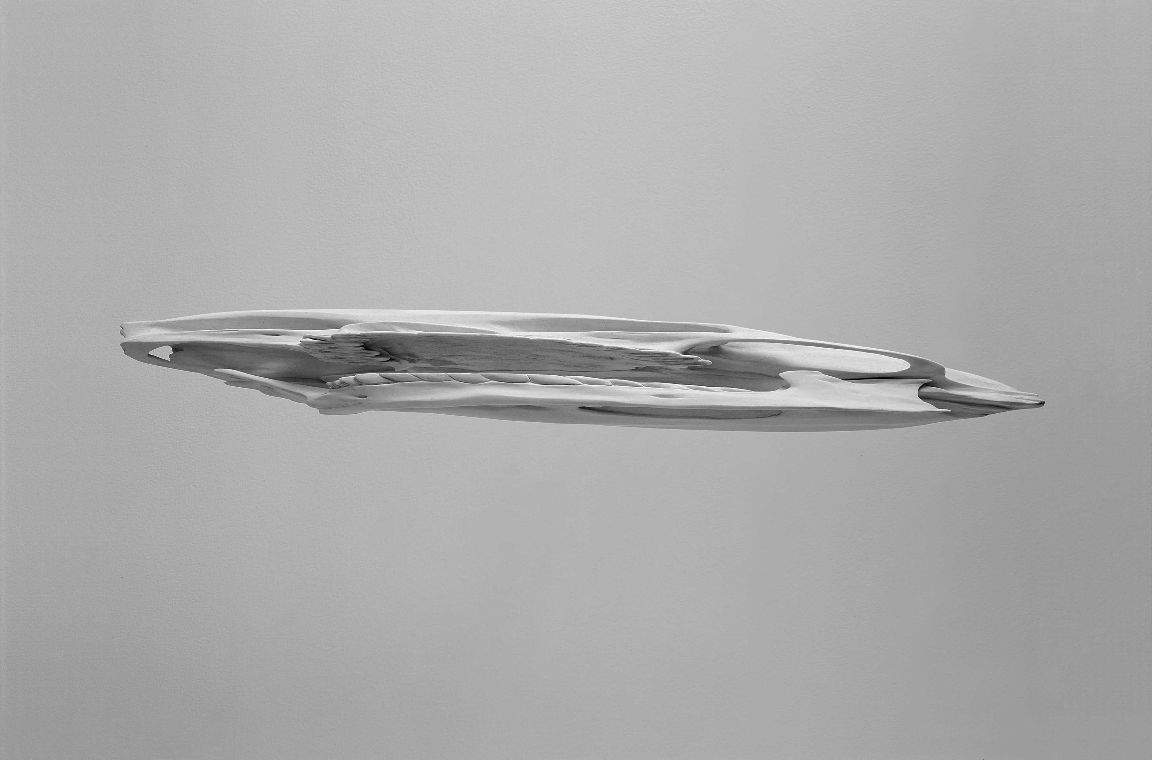 Fourth of four details of skulls, this one depicting a dramatically stretched human skull horizontally.