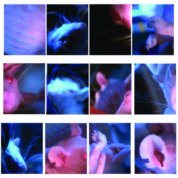 An image made up of a series of twelve images: three rows of four images each. Each element is a closeup of a transgenic rat: mouth, paws, ears, body.