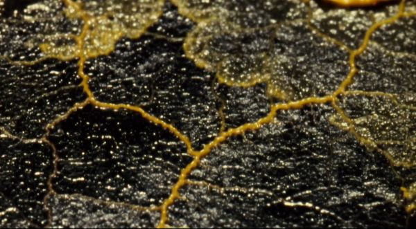 Yellow viscous fluid patterning out in organic pattern, in some places bubbling.