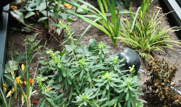 Dustbox installation in air-quality gardens at the Museum of London.