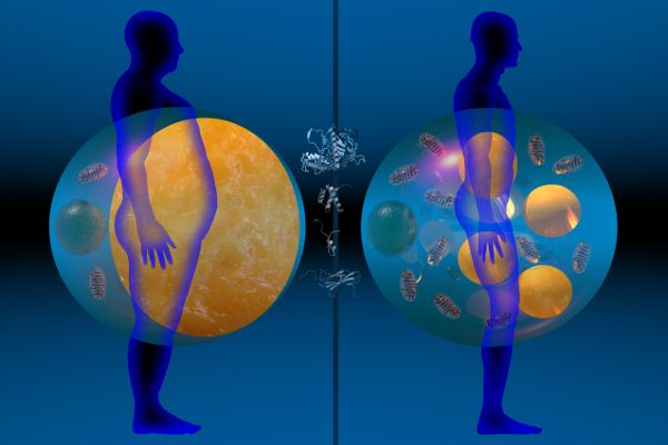An illustrated diptych showing the outline of an overweight man on the left with a large fat cell superimposed over it; on the right the cell of a thin man is superimposed over the outline of a physically fit man.
