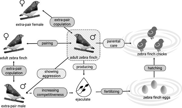 Box, arrow, and image diagram. Arrows point between organism images showing the causal relationships between them.