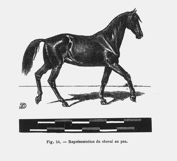 A drawing of a horse. Below the horse similar notation system as in previous image, showing movement as abstract black and white bars.