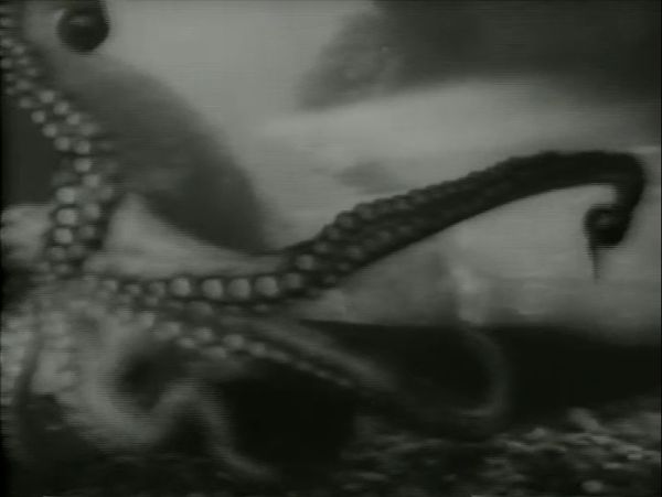 Slightly blurred, a large octopus emerges out of the water and reaches toward the camera.