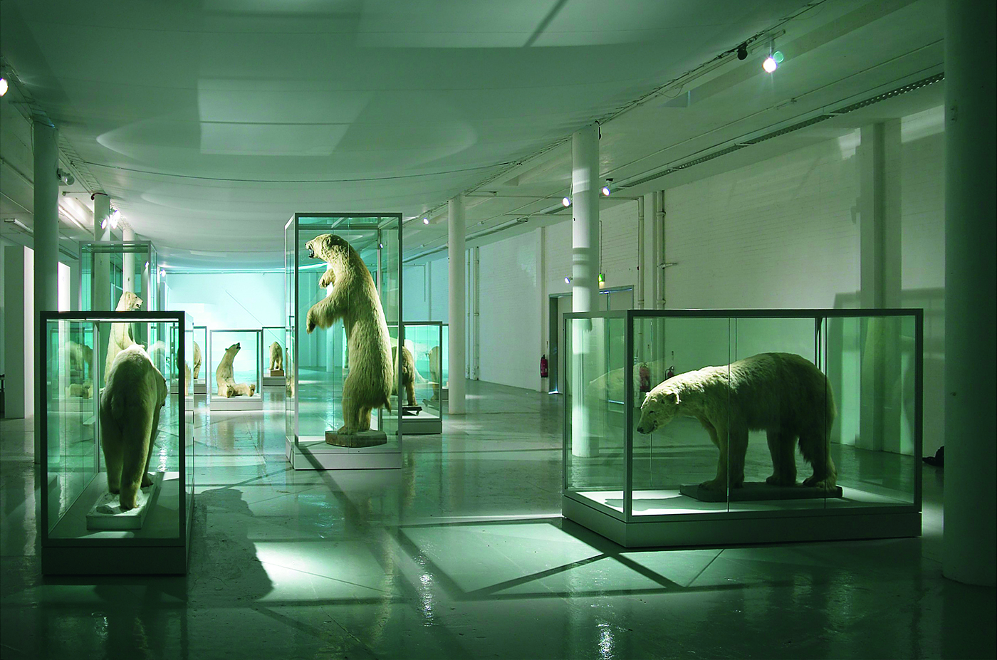 A museum exhibit featuring taxidermy polar bears displayed in glass cases within a spacious, well-lit gallery.