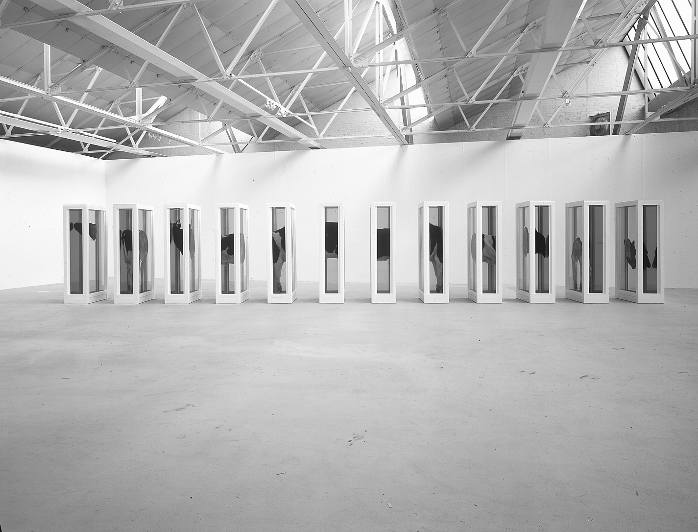 A conceptual art installation featuring a cow divided into sections, displayed in multiple glass cases arranged in a row.