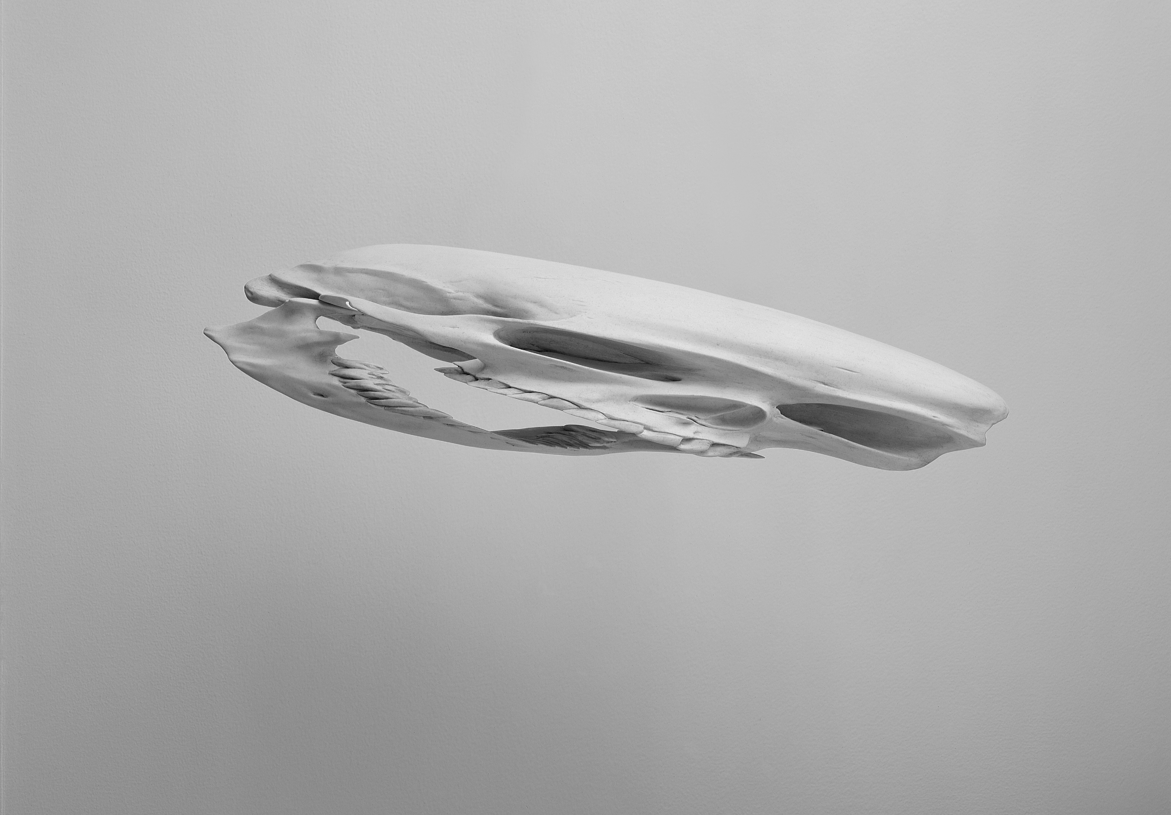 Third of four details of skulls, this one depicting a stretched human skull down and to the right.