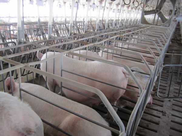 A modern image of pigs in stalls inside a large livestock facility.