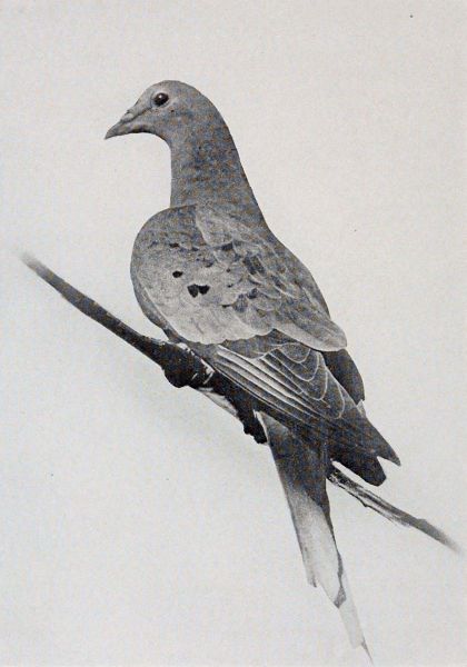 A pigeon shown sitting on a branch from a vantage behind and slightly below.