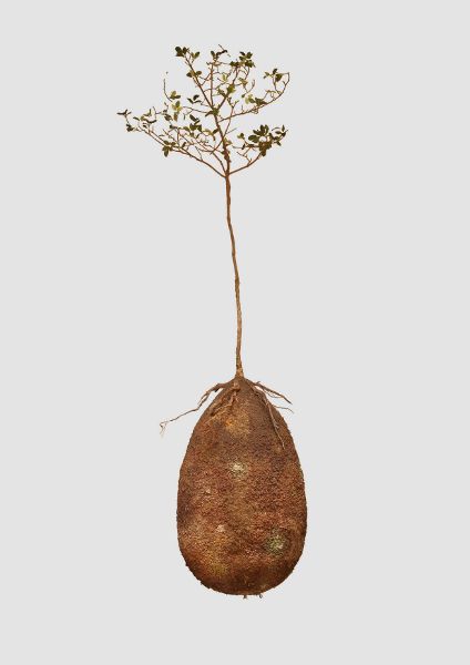 A sampling tree with roots bearing down on a large ovular dirt pod, both standing in stark relief against an all-white background.