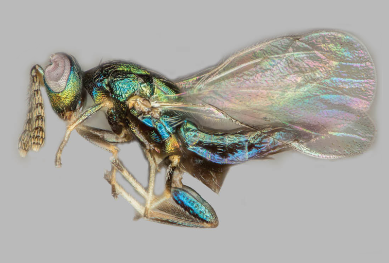 This is a close-up of Euderus set, the crypt-keeper wasp. The color of the wasp shifts between metallic green, turquoise, and iridescent blue, and it has delicate, iridescent wings.
