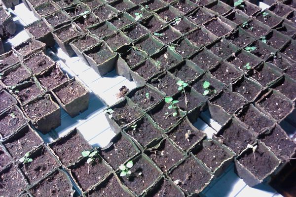 An array of small square planter boxes, some showing the beginings of growth.