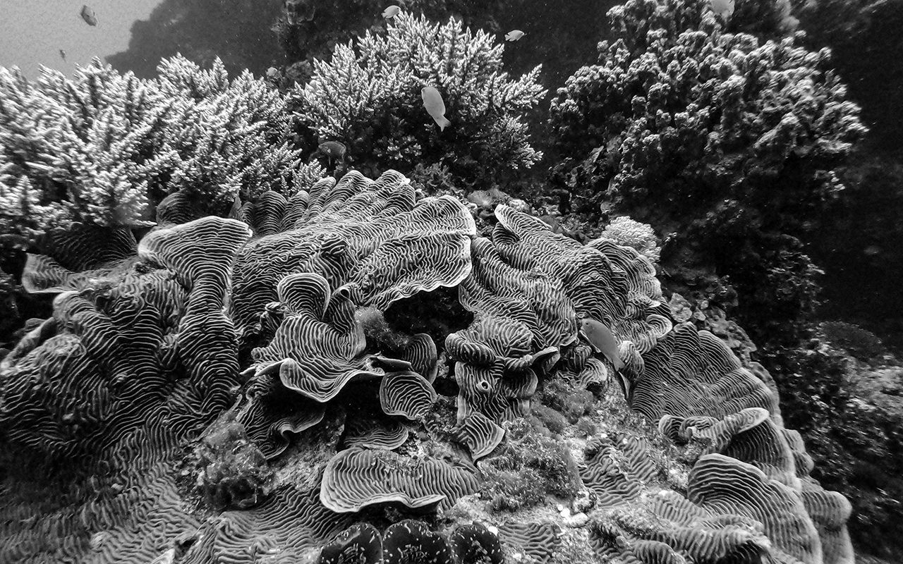 Coral reef with small fish swimming nearby