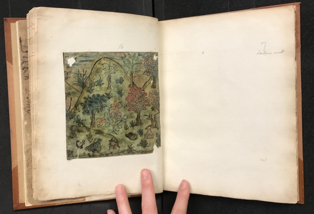 Photograph of a colored illustration pasted into a large volume of specimens