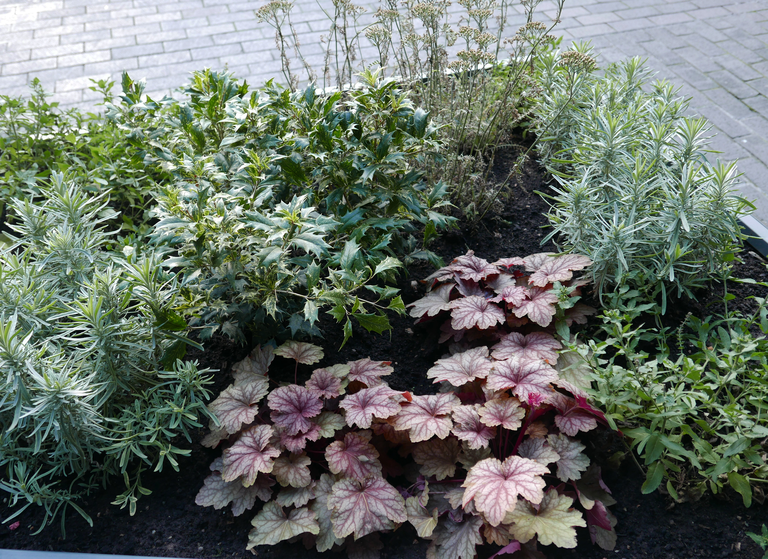 A close-up view of leafy plants held within an above-ground planter positioned on a brick walkway.