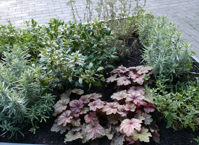 A close-up view of leafy plants held within an above-ground planter positioned on a brick walkway.